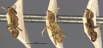 Media type: image;   Entomology 21302 Aspect: habitus lateral